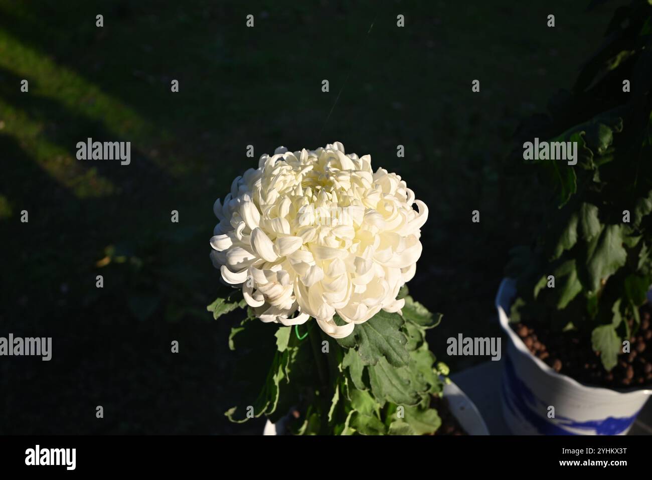 Eine isolierte weiße Chrysanthemenblüte im Garten am sonnigen Nachmittag Stockfoto
