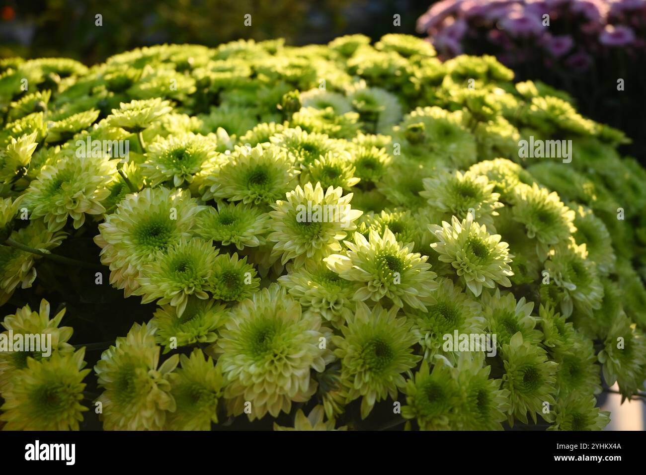 Gruppen von grünen Chrysanthemen blühen am sonnigen Nachmittag Stockfoto