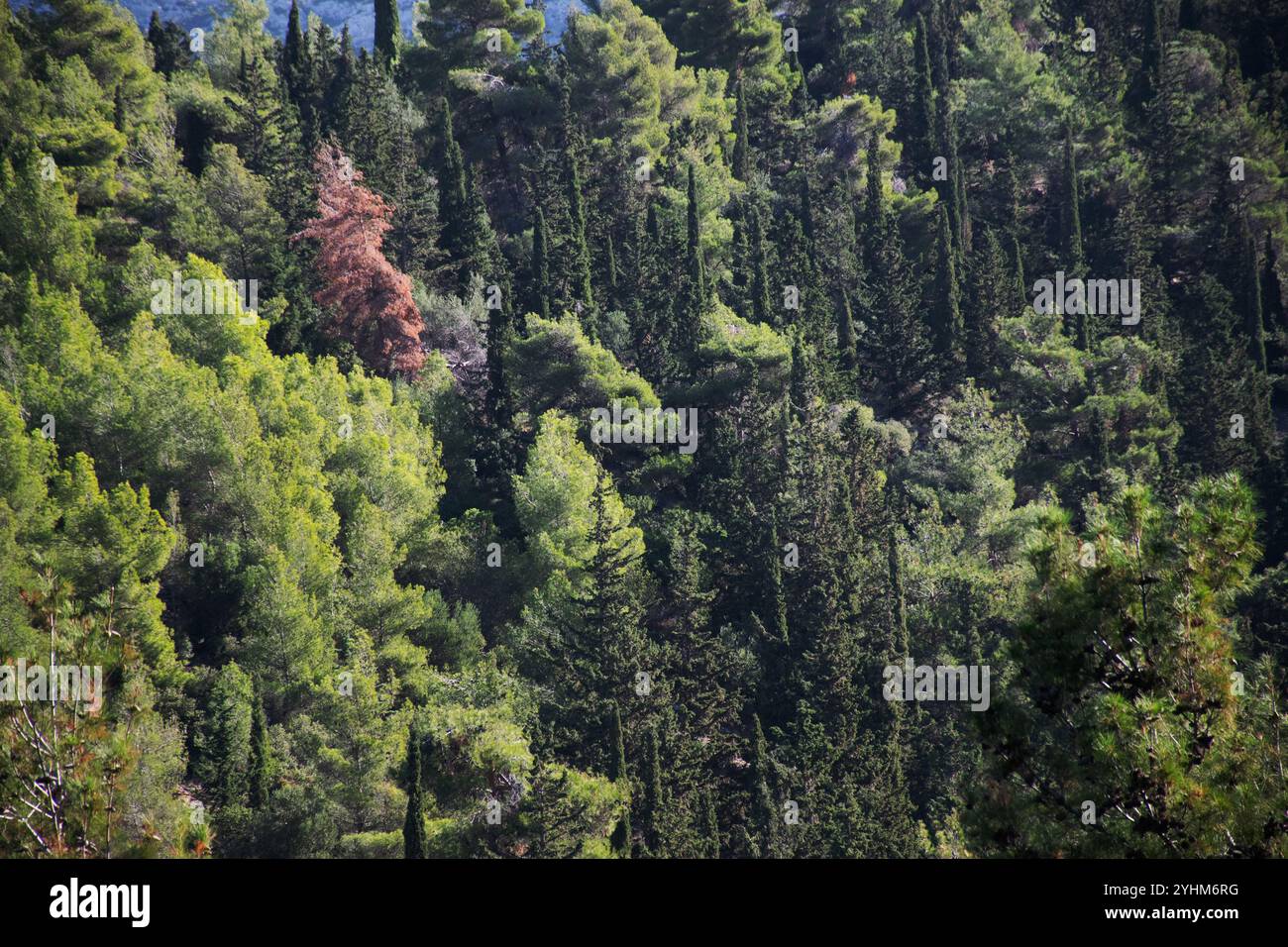 Wald in Athen, Waldszene Stockfoto