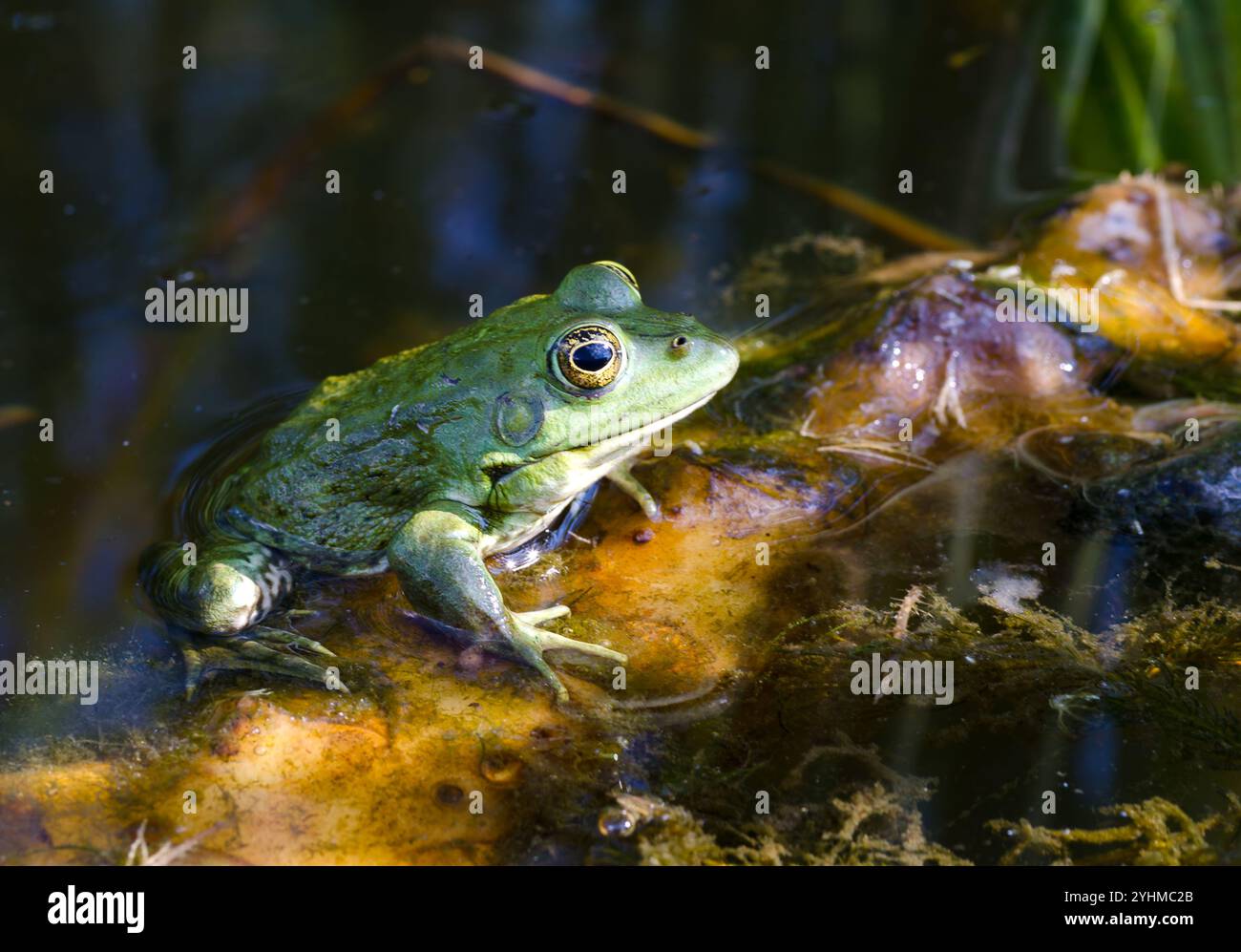 Frosch auf einem grünen Lilienblatt im Fluss Dnieper. Cherson Region Ukraine. Stockfoto