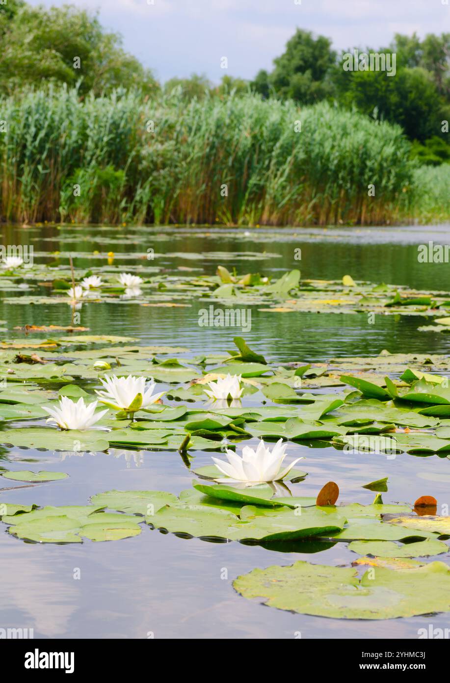 Viele Weißwasserlilien im Dnieper-Fluss in der Region Cherson in der Ukraine. Fluss Konka. Stockfoto