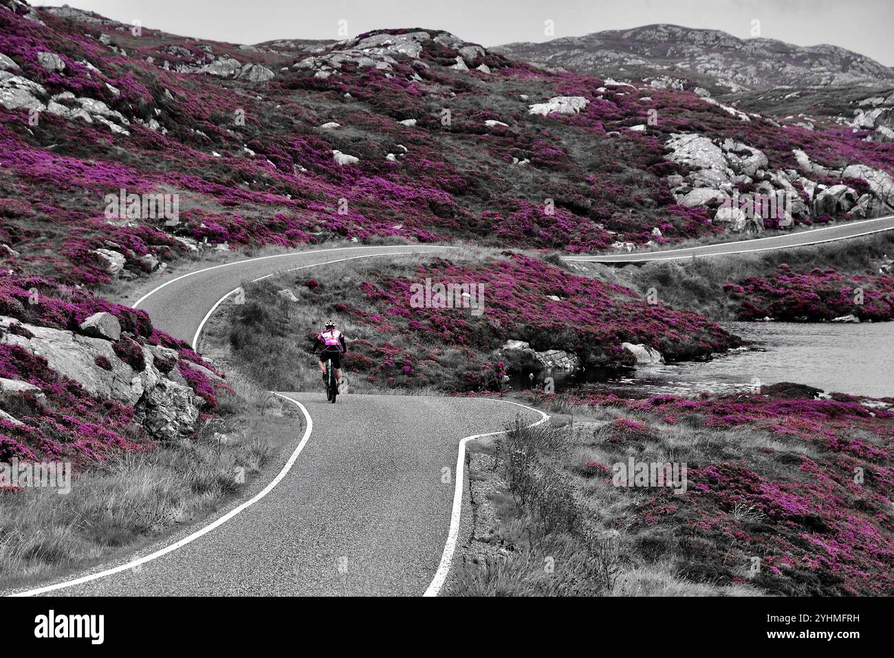 Heather Gardes auf der Gloden Road, Stockfoto