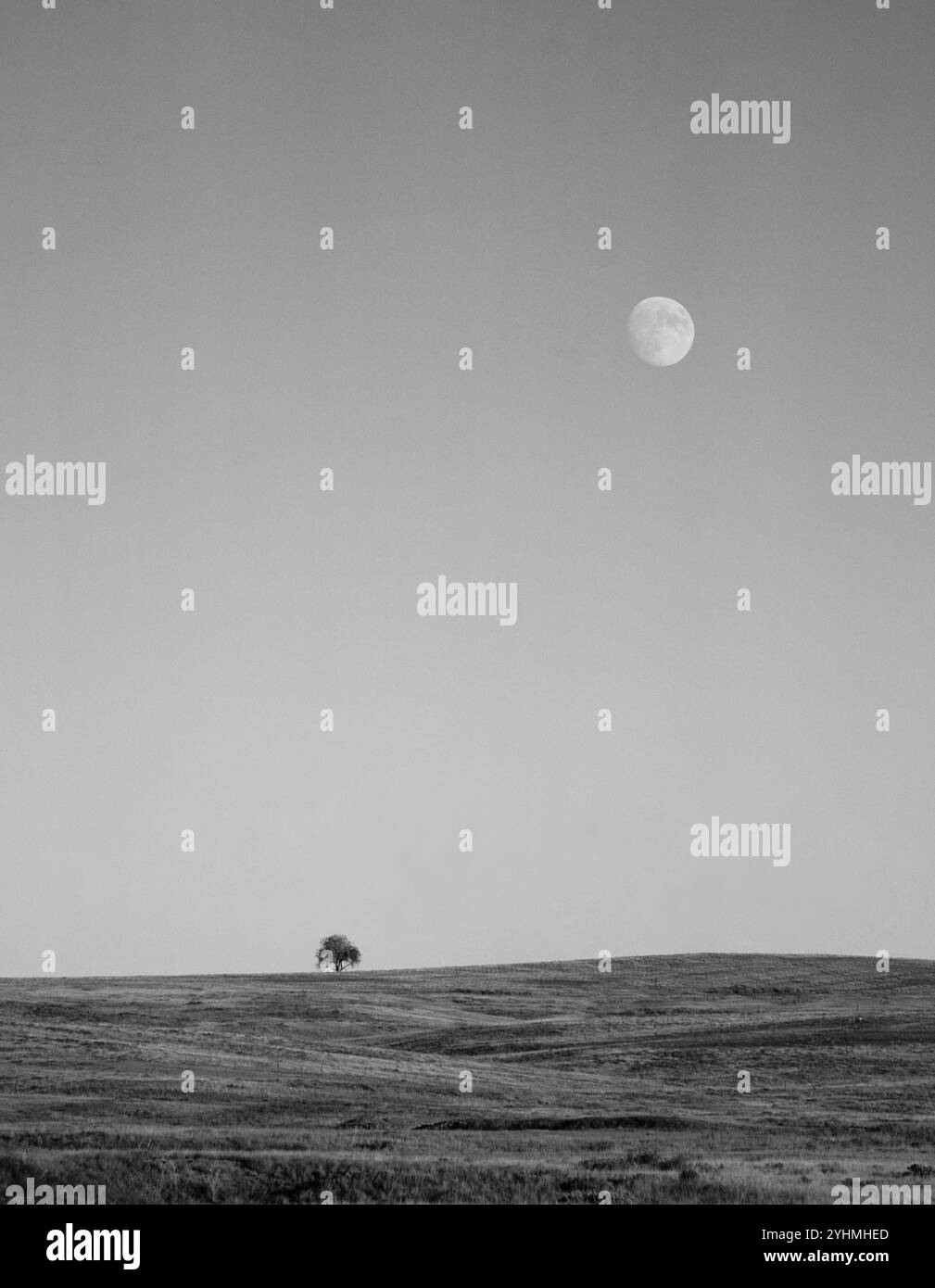 Gibbous Mond über einsamen Eichen, außerhalb von Boulder, Colorado, in der Nähe der Altstadt von Valmont. Stockfoto