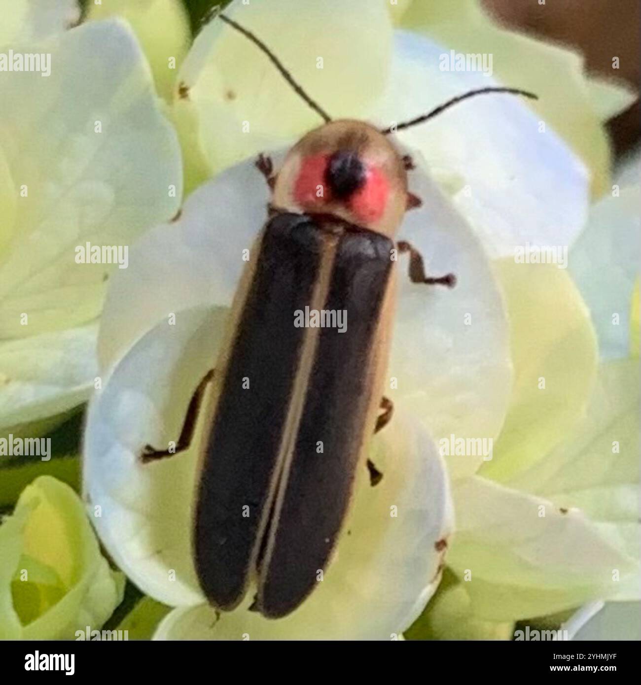 Gemeinsame östlichen Firefly (Photinus pyralis) Stockfoto