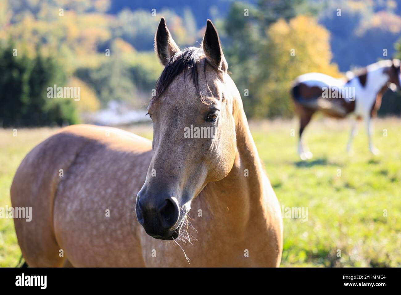 Palomino Pferd und Malpferd auf der Weide auf der Ranch. Tierkopfporträt Stockfoto