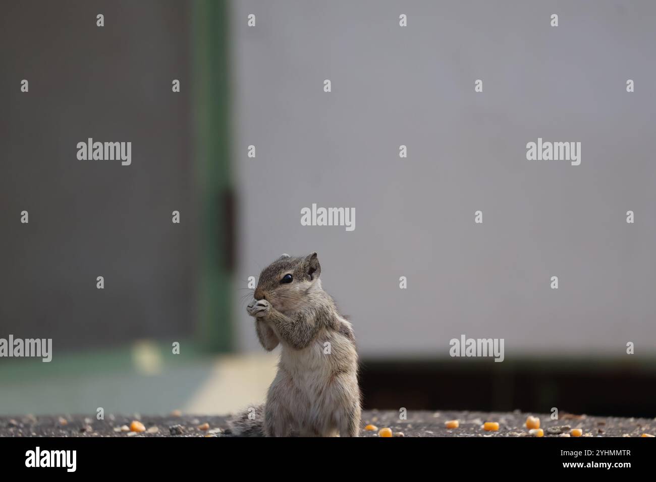 Eichhörnchen isst Nüsse und Körner Stockfoto