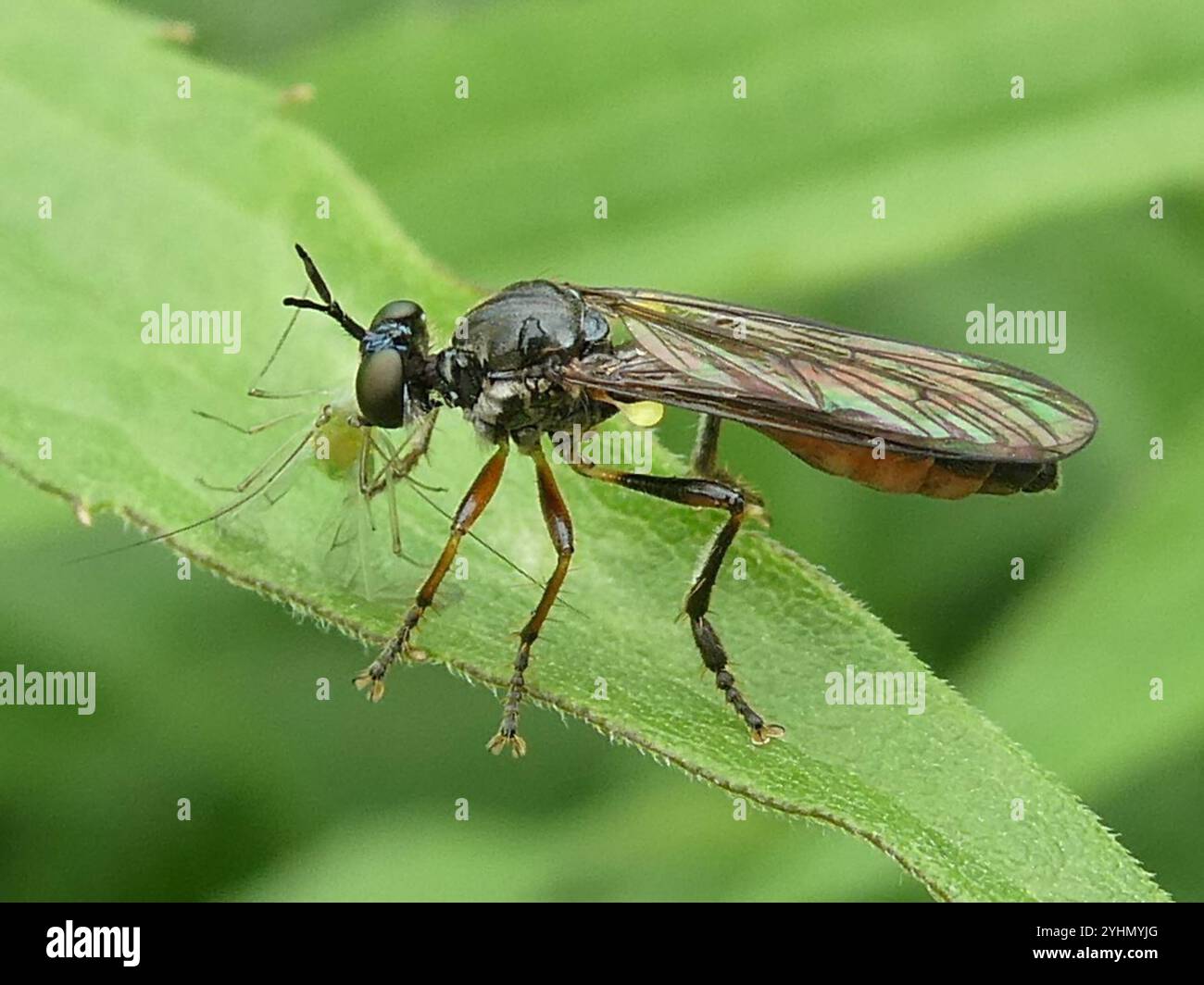 Streifenbeinige Räuberfliege (Dioctria hyalipennis) Stockfoto