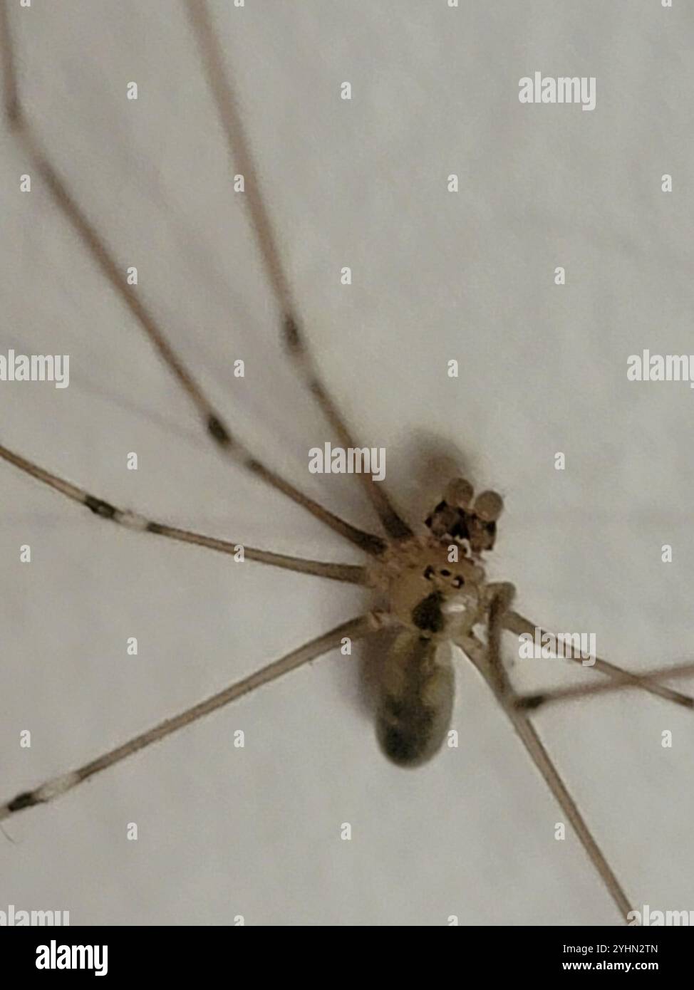 Langkörnige Zellspinne (Pholcus phalangioides) Stockfoto