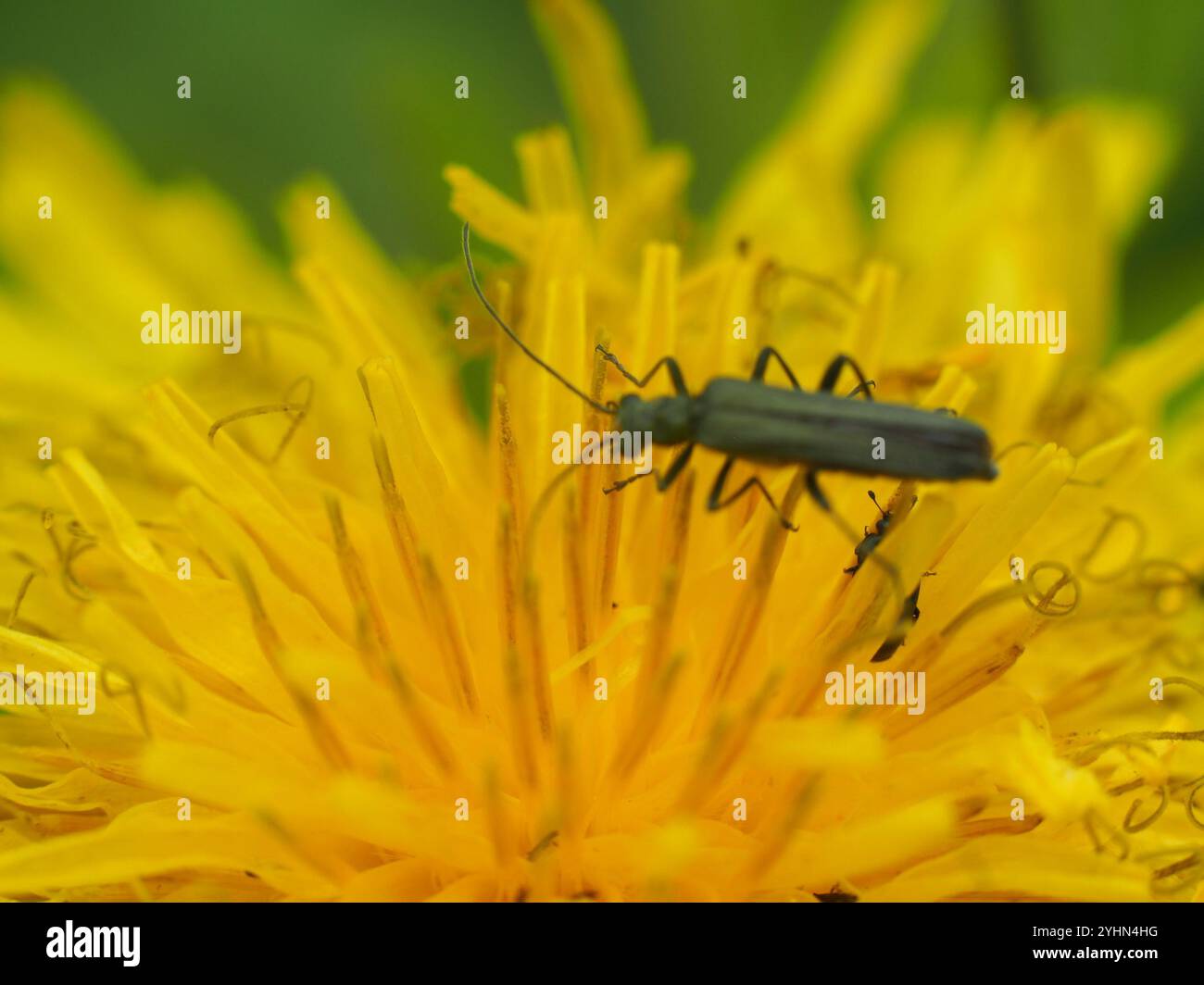 (Oedemera lurida) Stockfoto