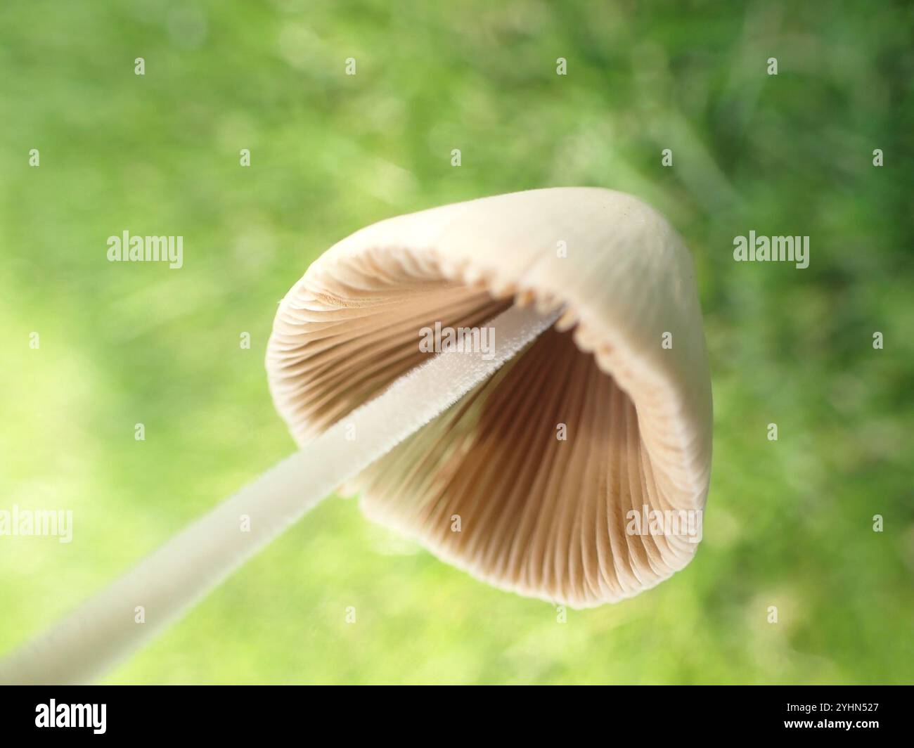 Weiße Dunstkappe (Conocybe apala albipes) Stockfoto