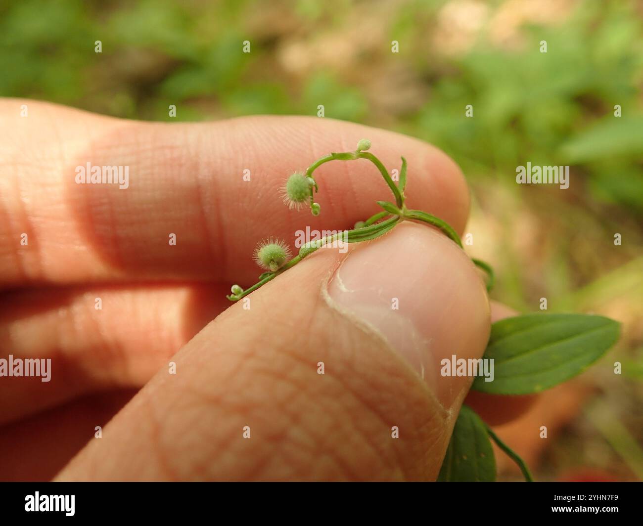 Lakritzbettstroh (Galium circaezans) Stockfoto