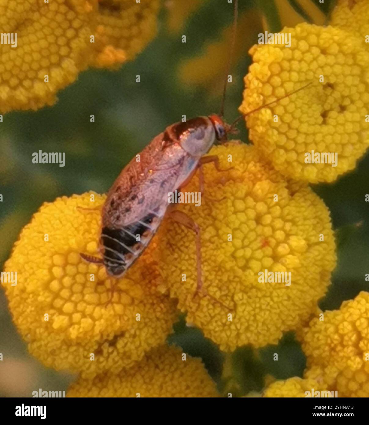 Altrosa Schabe (Ectobius Lapponicus) Stockfoto