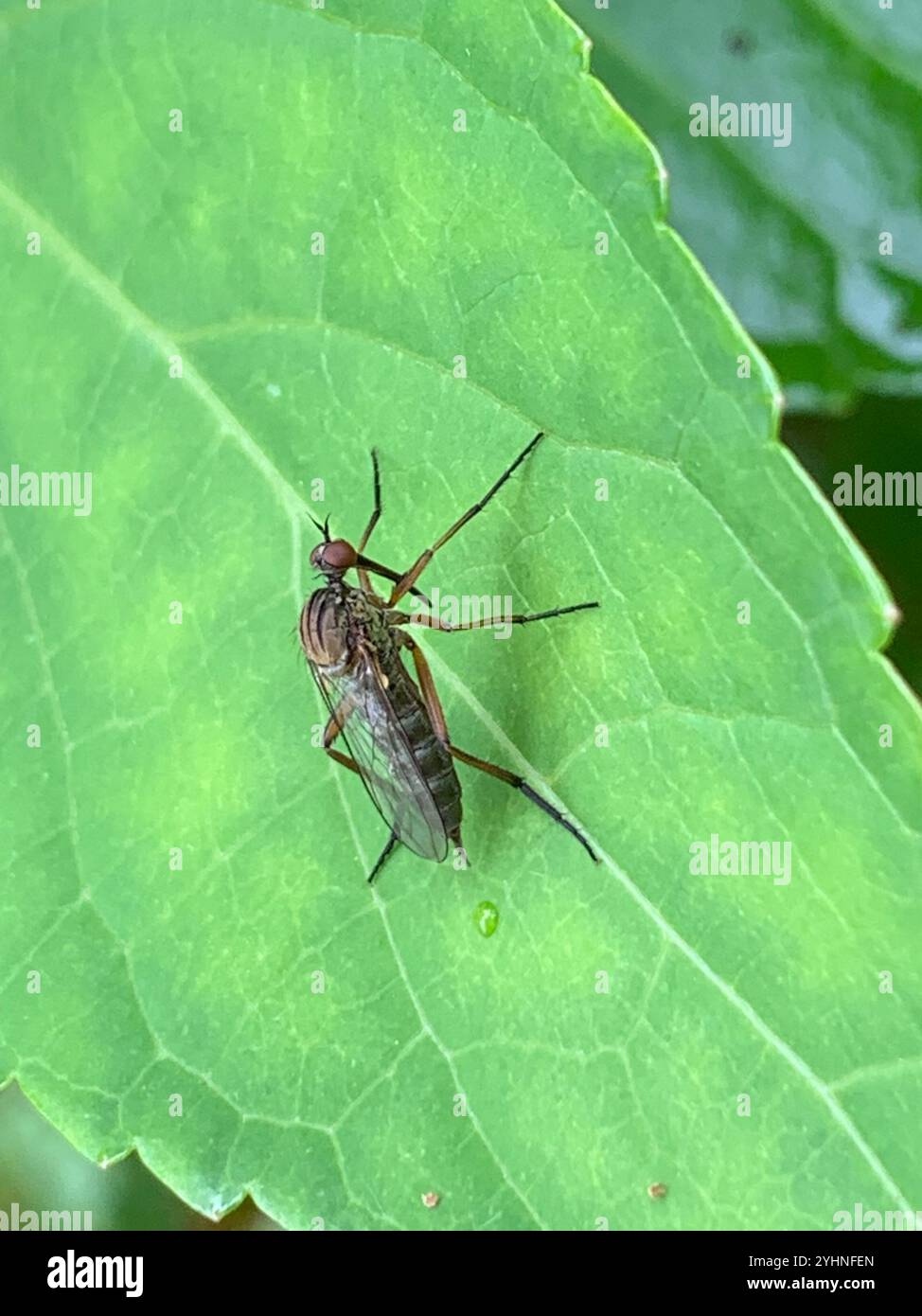 (Empis livida) Stockfoto