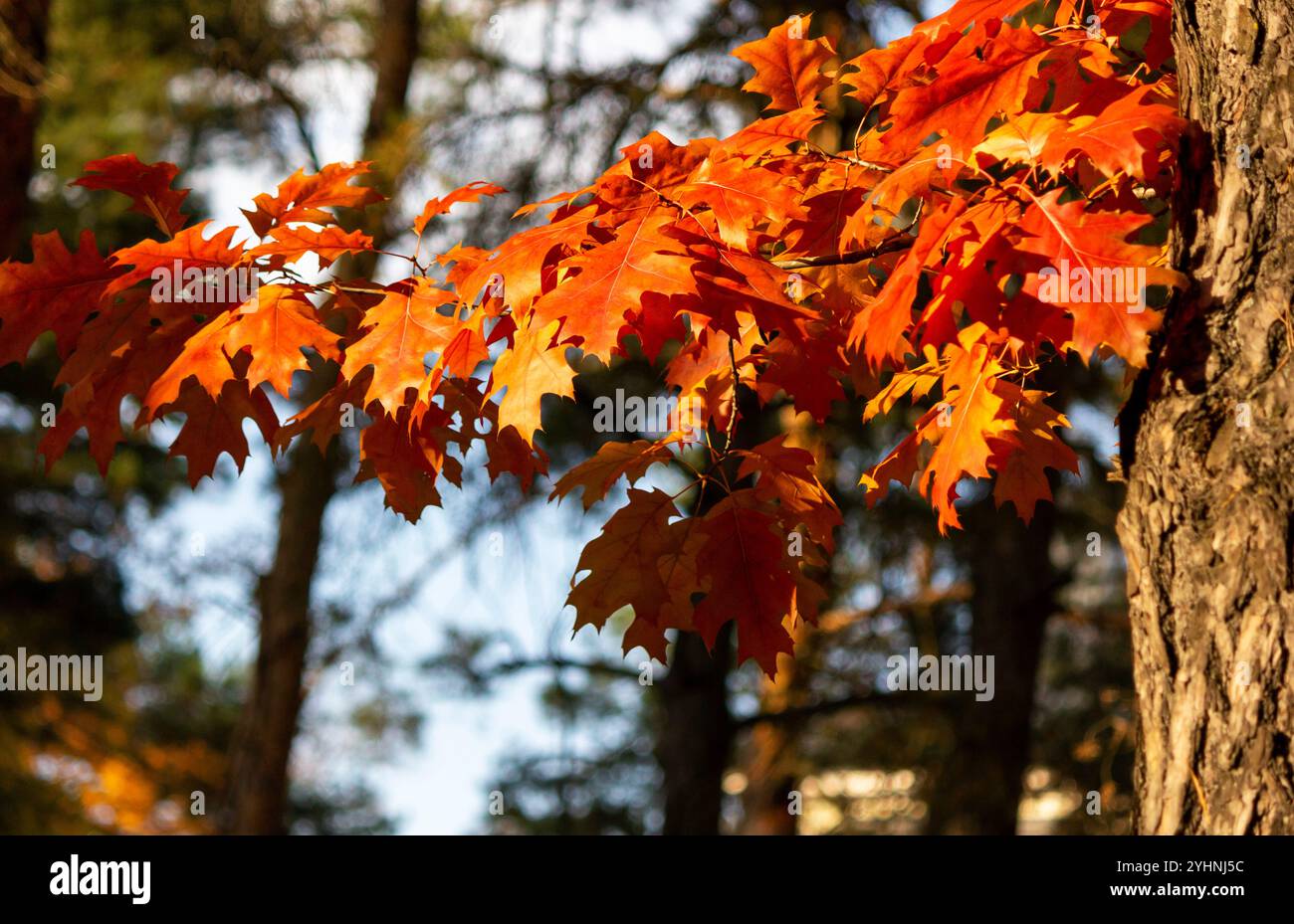 Rote Ahornblätter im Herbst auf einem verschwommenen Hintergrund des blauen Himmels bei sonnigem Wetter Stockfoto