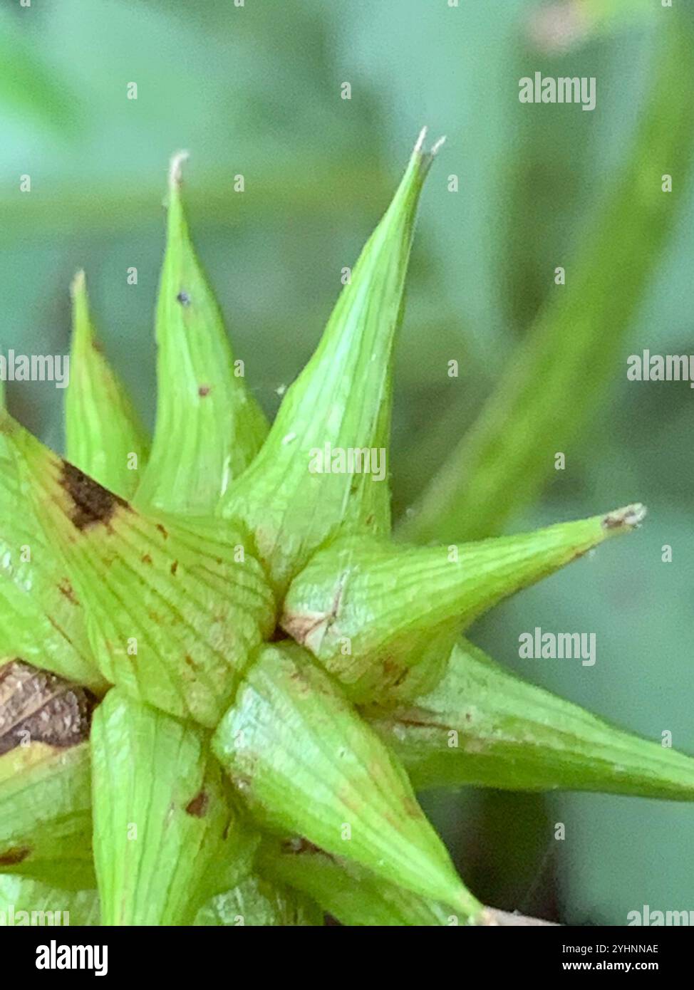 Gray's Segge (Carex gryi) Stockfoto