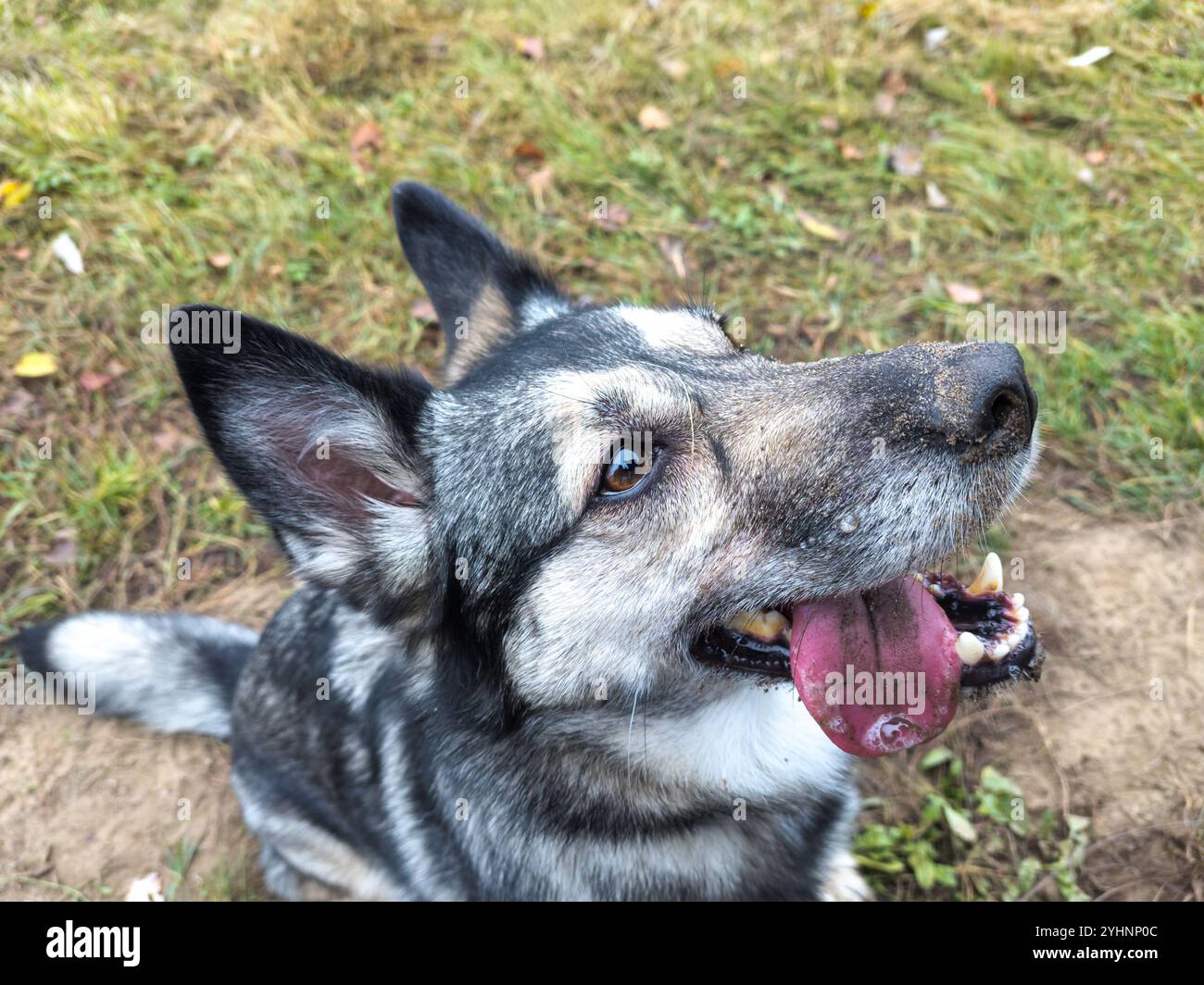 Ein mittelgroßer, grau-weißer Hund mit abgehobenen Ohren und schmutzigem Maul sitzt auf einem grasbewachsenen Feld und hecht glücklich mit seiner rosafarbenen Zunge. Stockfoto