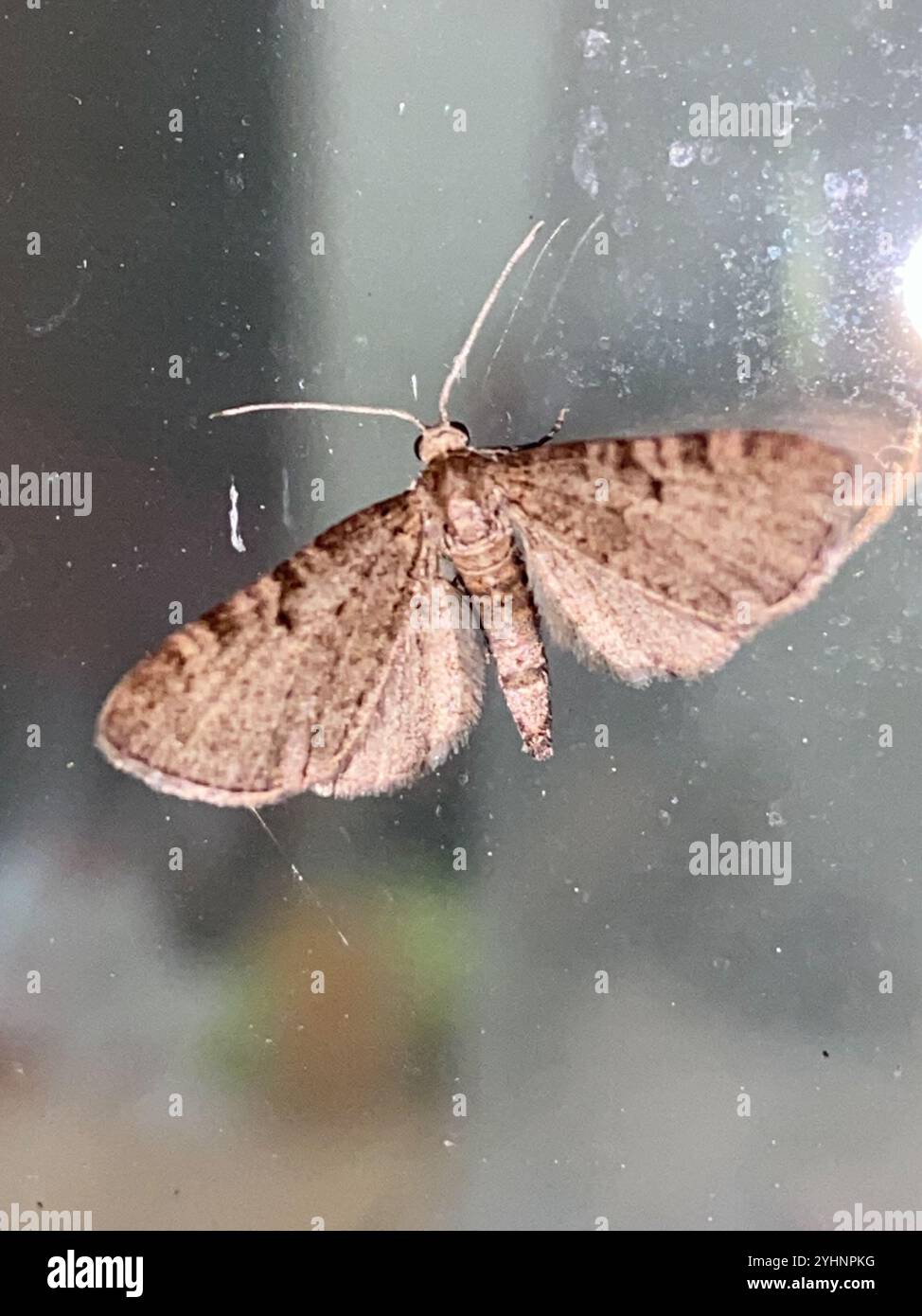 Wermut Mops (Eupithecia absinthiata) Stockfoto