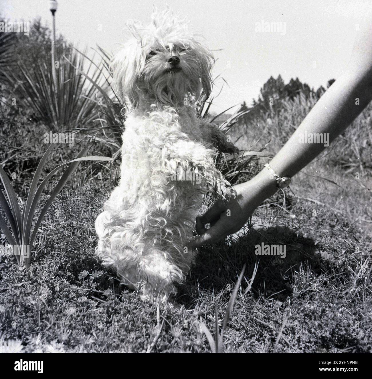 1960er Jahre, historisch, ein kleiner Hund mit zotteligem Fell, draußen auf seinen Hinterbeinen stehend, vom Besitzer gekitzelt, Vorderbeine und Pfoten in der Luft. Stockfoto