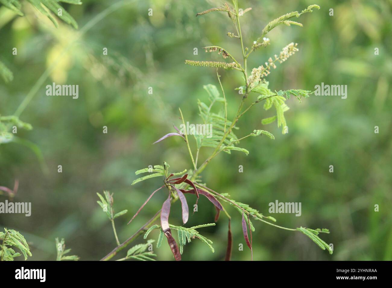 Catechu (Senegalia catechu) Stockfoto