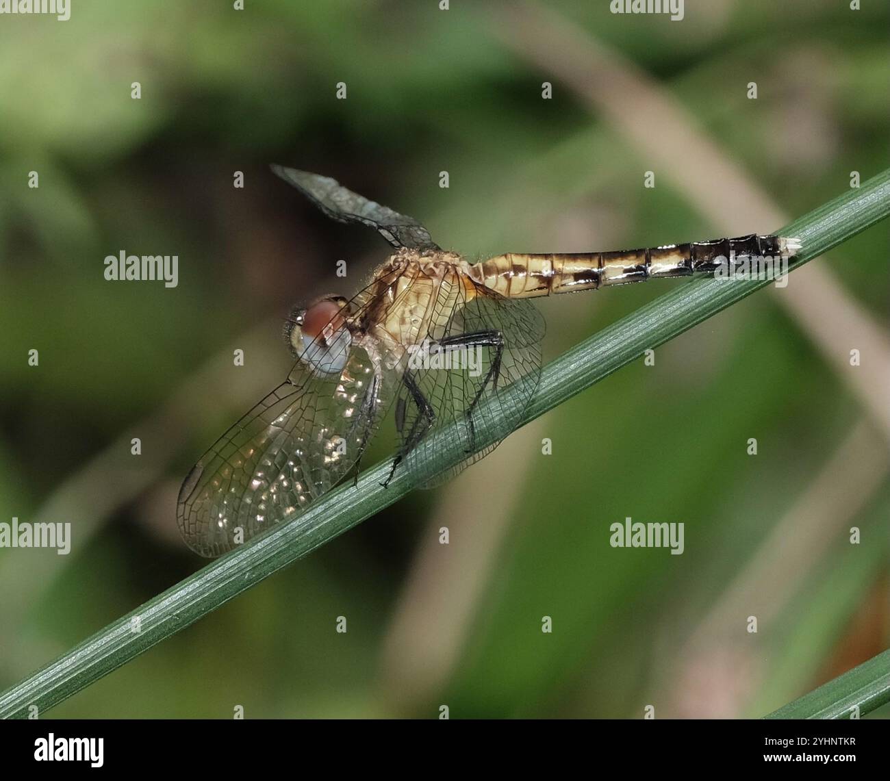 Little Blue Dragonlet (Erythrodiplax minuscula) Stockfoto