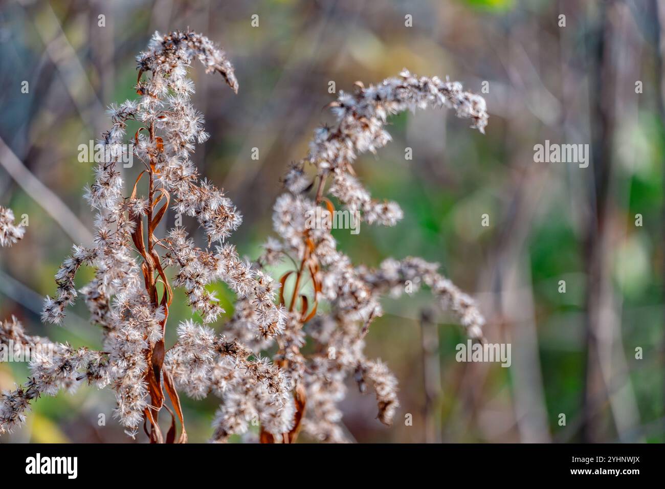Kanadische, flauschige Goldrute mit Orangenblättern vor der Winterkälte Stockfoto