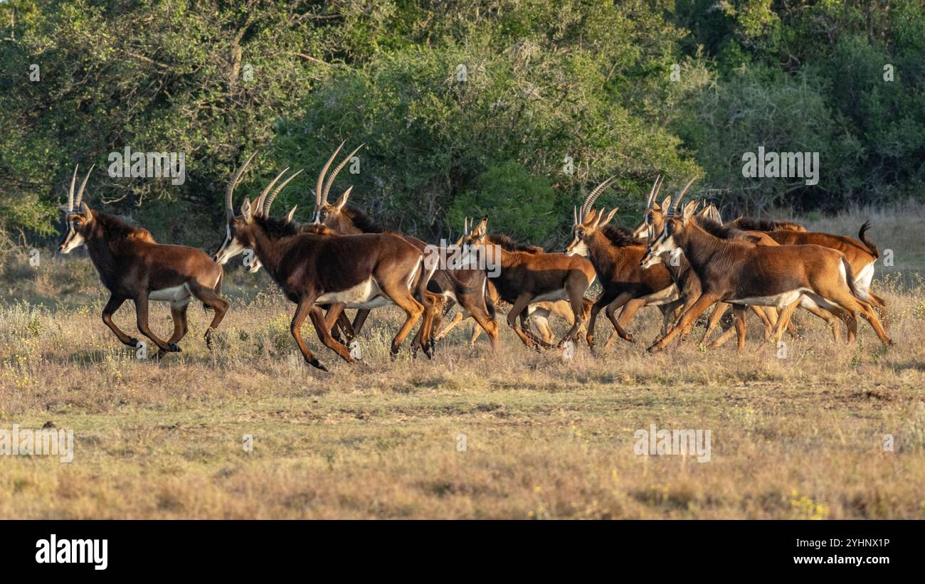 Eine Antilopenherde, die im Schotia Game Reserve, Eastern Cape, Südafrika, vertrieben wird Stockfoto