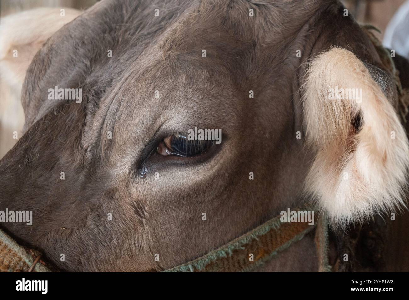 Kuh in einem rustikalen Kuhstall in der Südtürkei Stockfoto