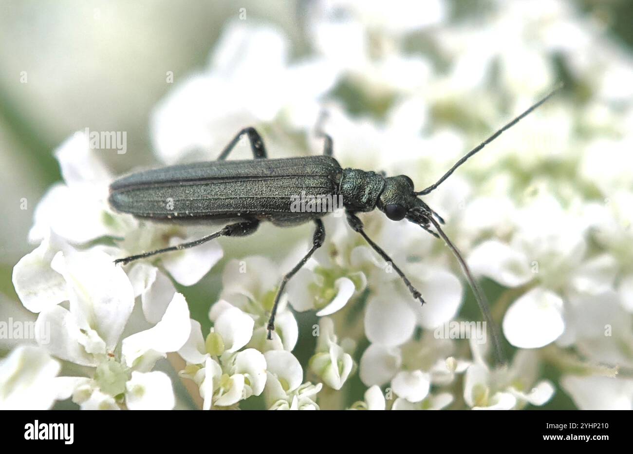 (Oedemera lurida) Stockfoto