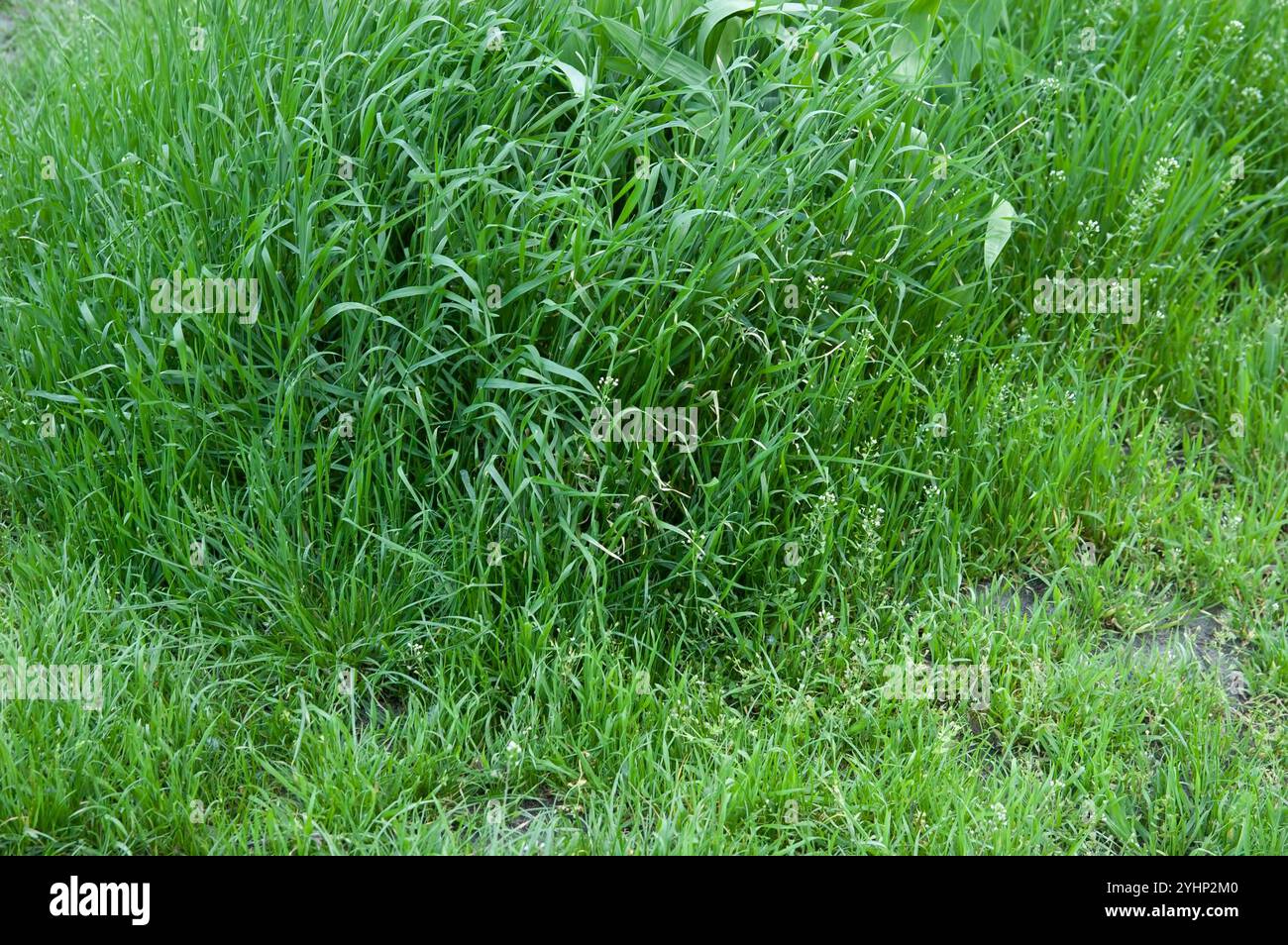 Sommer Hintergrund: Üppiges grünes Gras Stockfoto