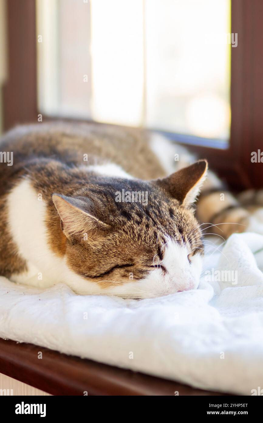 Eine schöne Katze schläft friedlich auf einer gemütlichen Fensterbank mit sanft geschlossenen Augen und genießt die Wärme der Sonne, die durchscheint Stockfoto