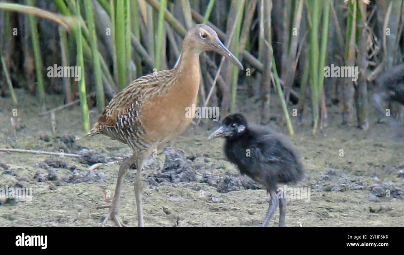 Kingsize-Schiene (Rallus elegans) Stockfoto