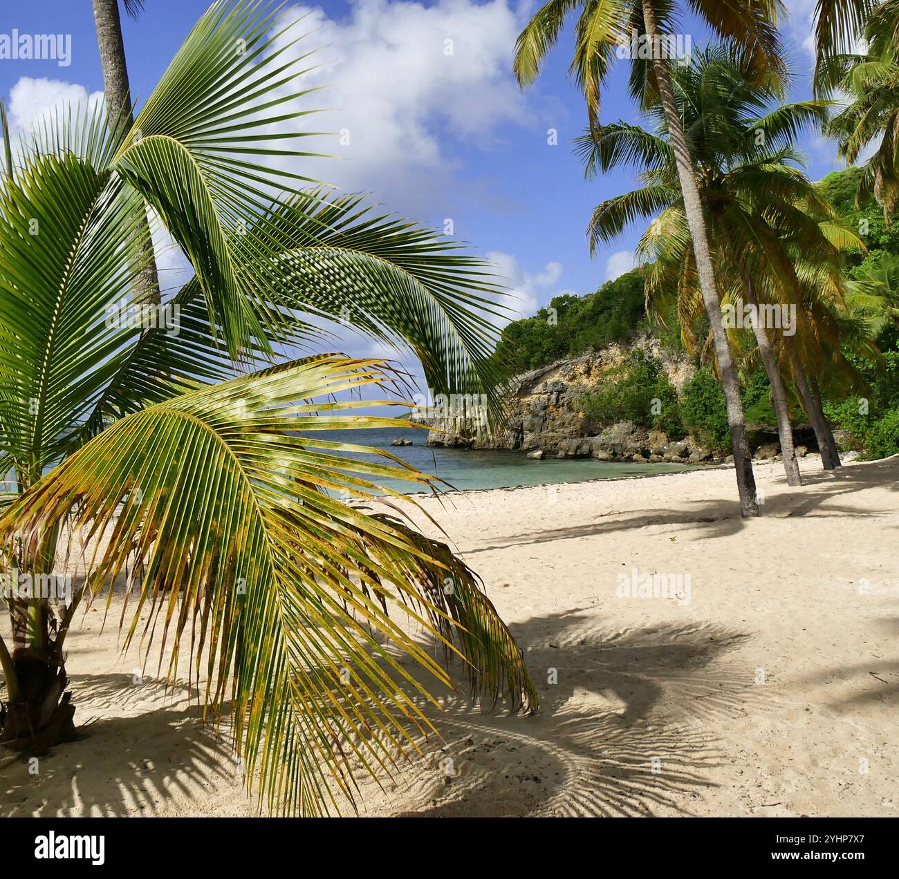 plage de la caravelle, sainte anne guadeloupe, Strandurlaubslandschaft auf karibischen Inseln. Palmen, Sand und Meer im Sonnenlicht Stockfoto