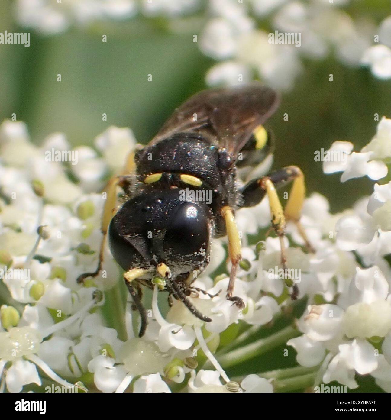 Ectemnius (Ectemnius continuus) Stockfoto