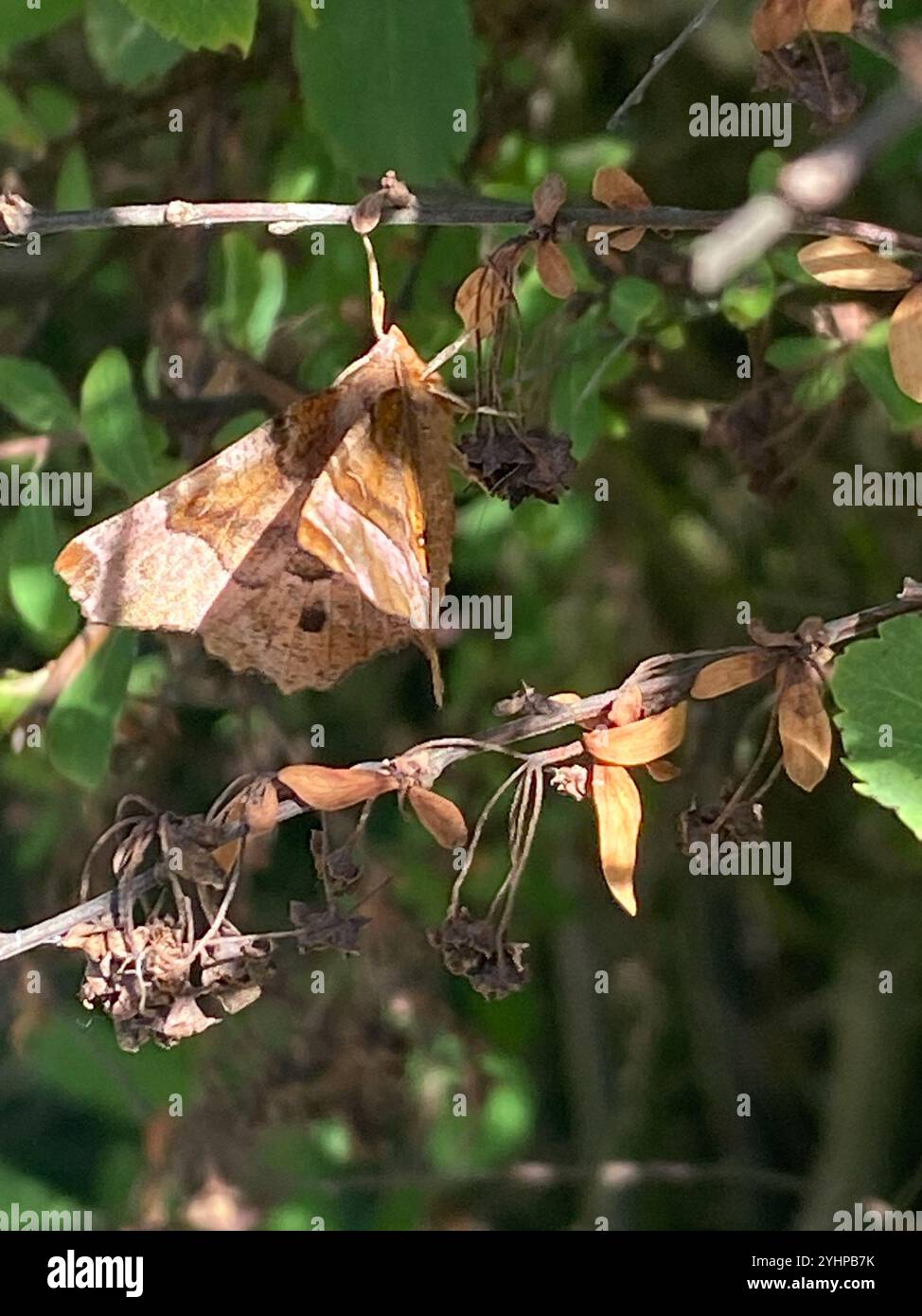 Lila Thorn (Selenia Tetralunaria) Stockfoto