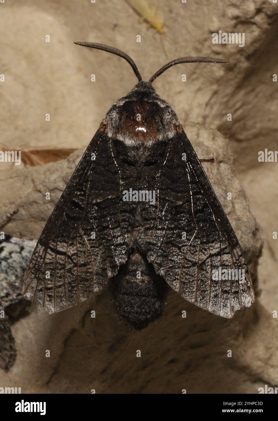 Pappel Carpenterworm Motte (Acossus centerensis) Stockfoto