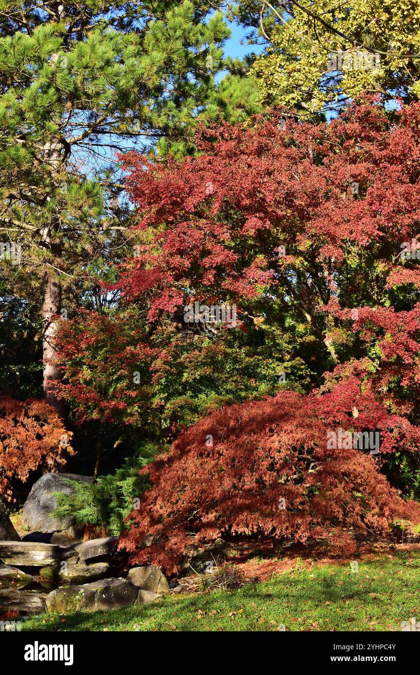 Fantastischer japanischer Garten im Herbst, vertikal Stockfoto