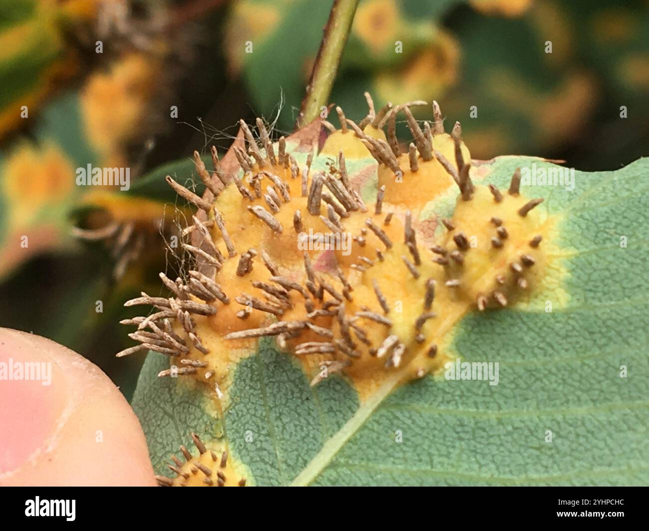 Wacholder-Weißdorn-Rost (Gymnosporangium globosum) Stockfoto