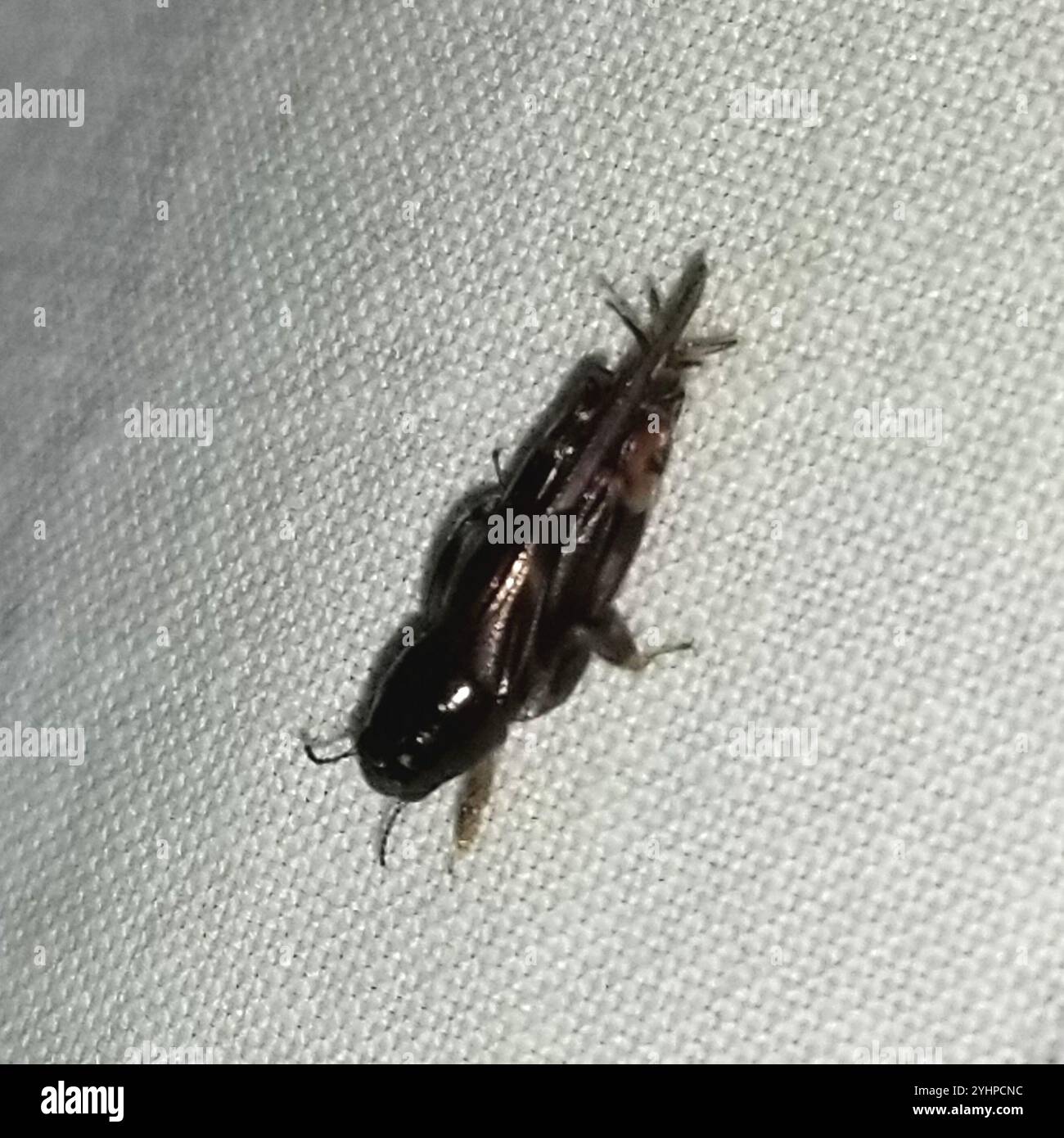Größerer Zwergmole Grasshopper (Neotridactylus apicialis) Stockfoto