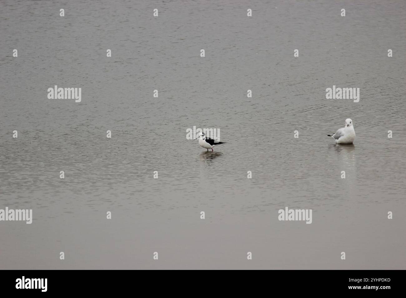 Stelze mit weißem Rücken (Himantopus mexicanus melanurus) Stockfoto