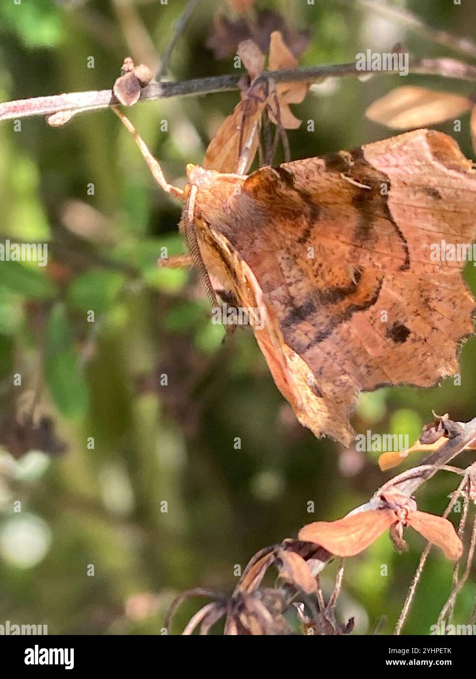 Lila Thorn (Selenia Tetralunaria) Stockfoto