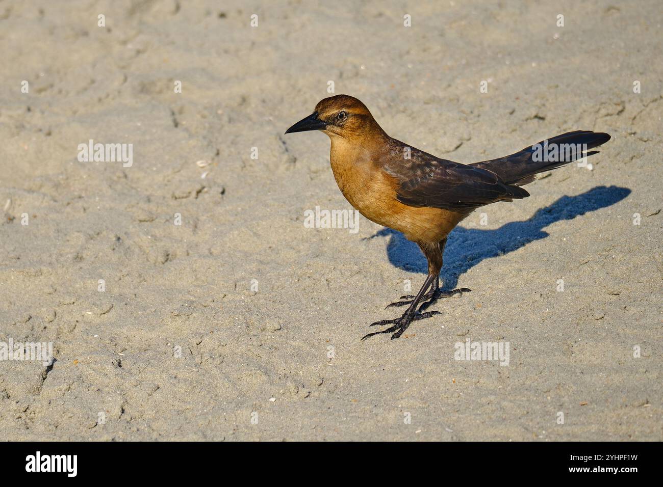 Ein weibliches Boot hat am Strand in Myrtle Beach, South Carolina, USA, gesattelt Stockfoto