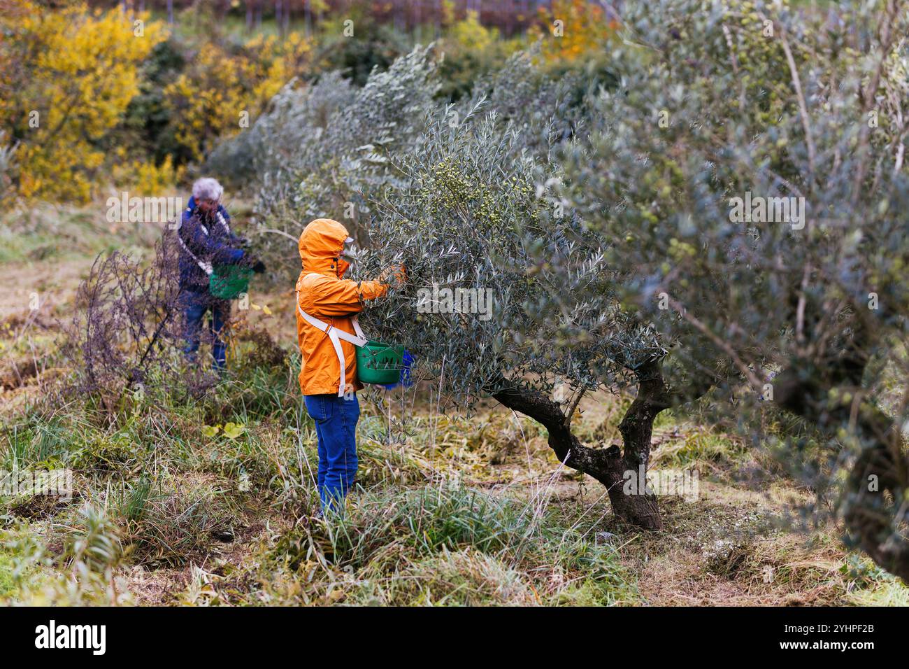 Olivenl aus oliven machen -Fotos und -Bildmaterial in hoher Auflsung   Alamy