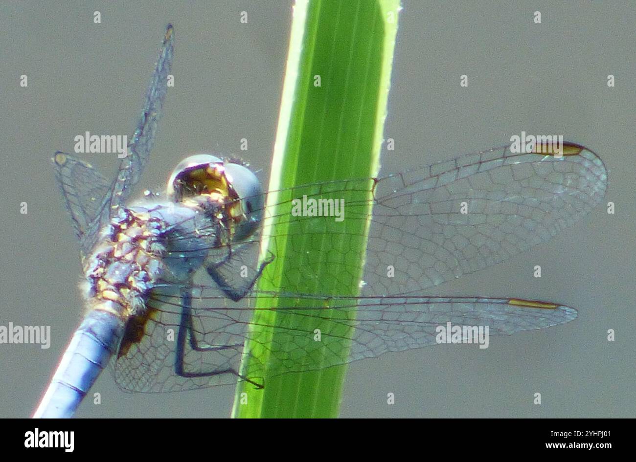 Little Blue Dragonlet (Erythrodiplax minuscula) Stockfoto
