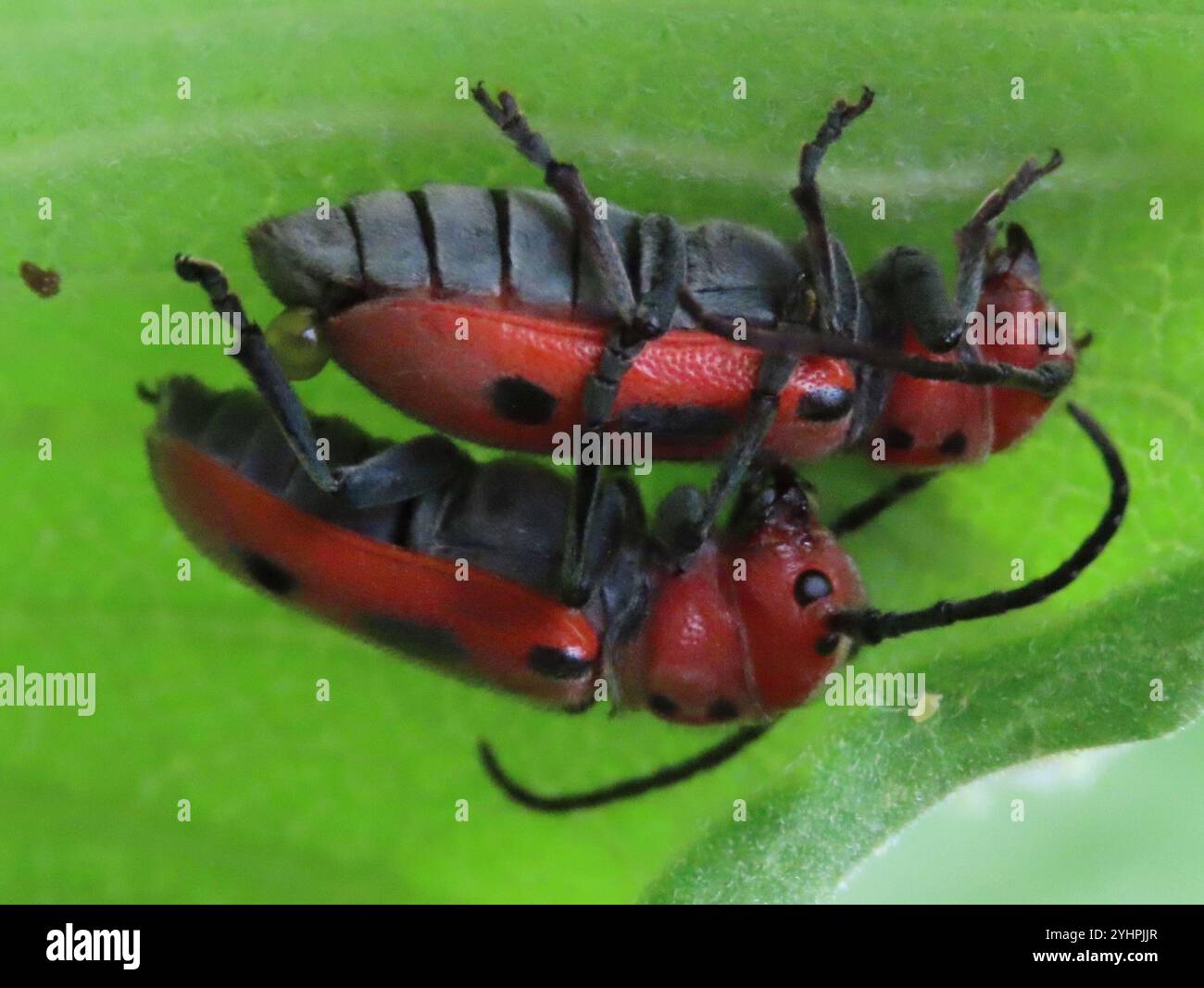 Rote Seidenpflanze Käfer (Tetraopes tetrophthalmus) Stockfoto