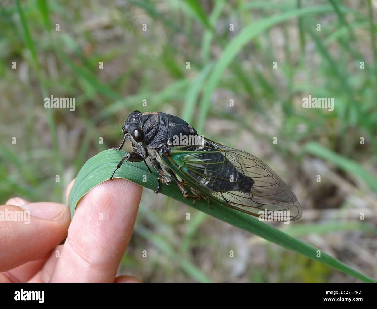 Lyrik Cicada (Neotibicen lyricen) Stockfoto