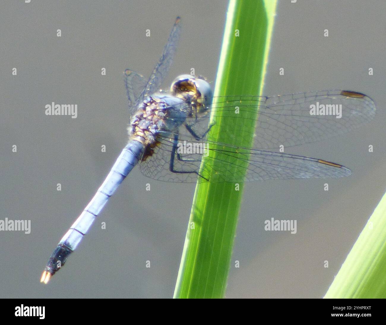 Little Blue Dragonlet (Erythrodiplax minuscula) Stockfoto