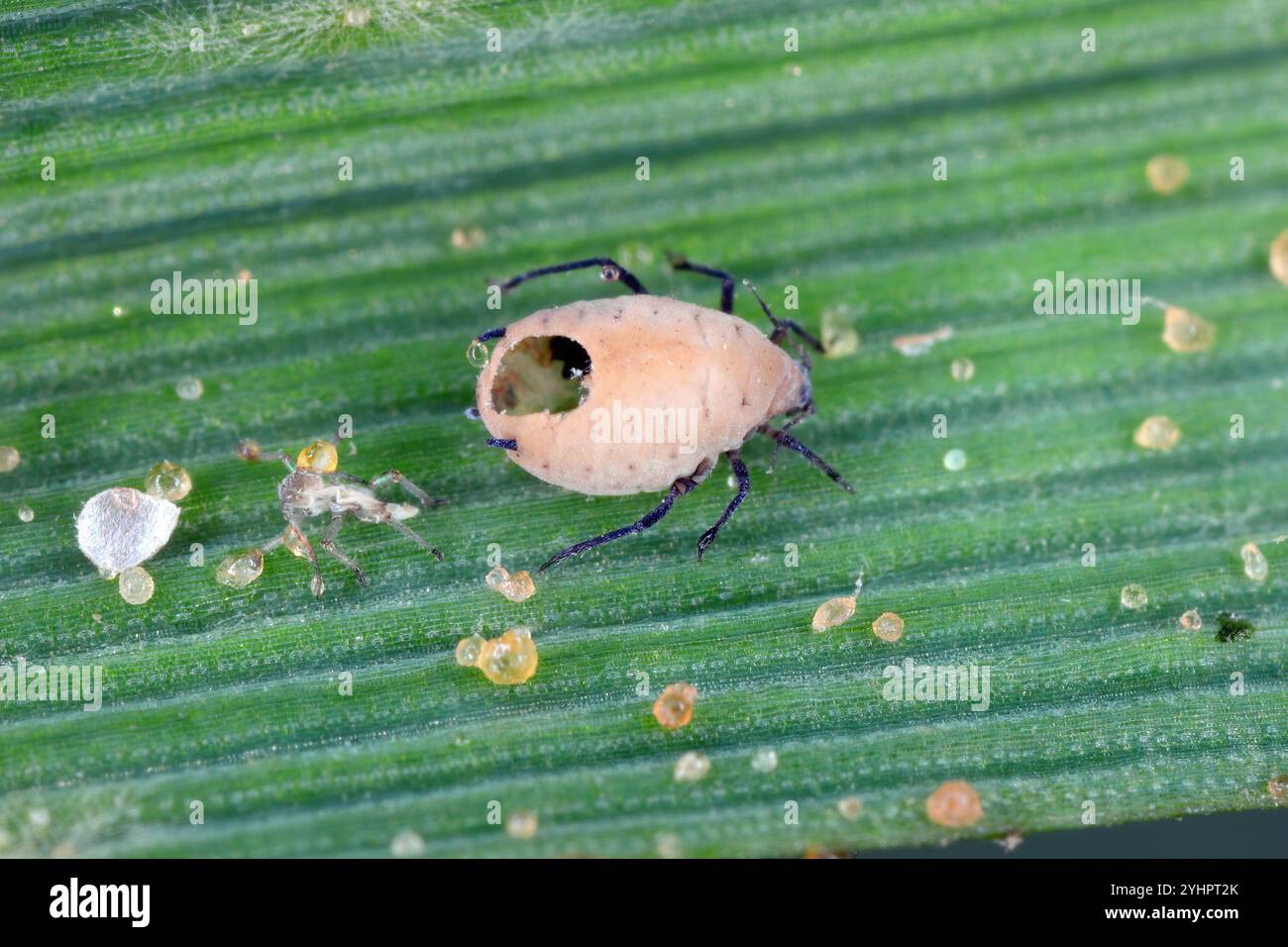 Parasitoide Wespen (Aphidinae) werden kommerziell als biologische Bekämpfungsmittel für Blattläuse verwendet. Hier haben die Wespen ihre Wirtsblattlaus zurückgelassen und nur noch leere Sch hinterlassen Stockfoto