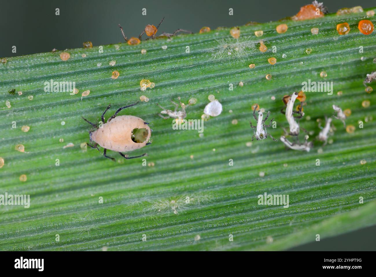 Blattläuse parasitiert durch parasitäre Wespen, Braconidae, Aphidinae, Aphidius. Es ist ein kosmopolitisches Parasitoid vieler Blattläuse. Die Wespe hat die Aph verlassen Stockfoto