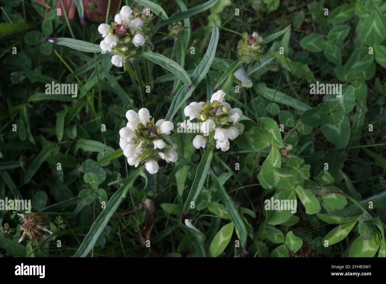 Selfheal (Prunella laciniata) Stockfoto