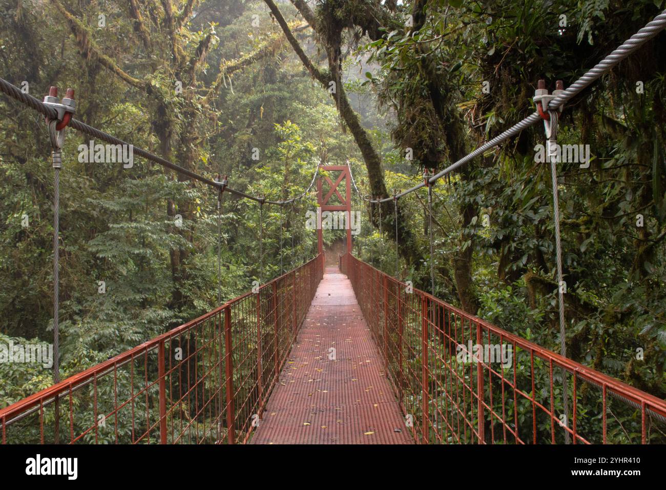 Biodiversitätsreservat Des Wolkenwaldes Von Monteverde Stockfoto